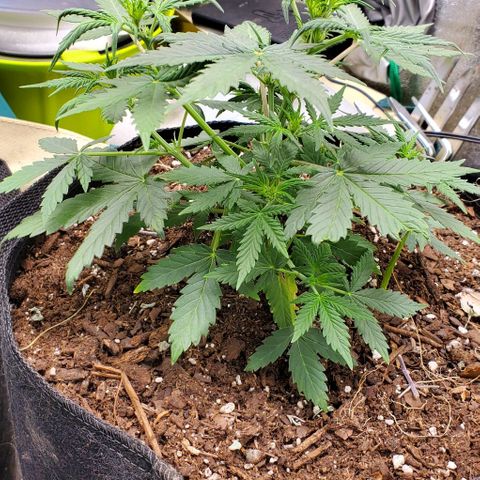 Clementine growlog timeline photo