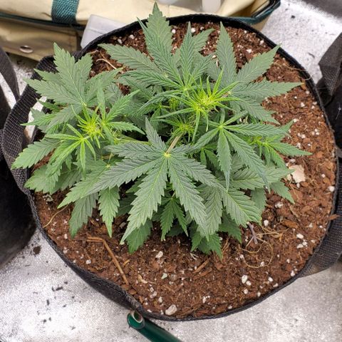 Clementine growlog timeline photo