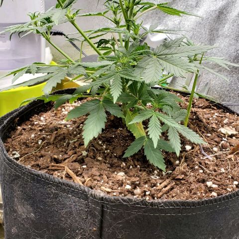 Clementine growlog timeline photo
