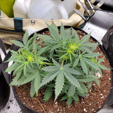 Clementine growlog timeline photo