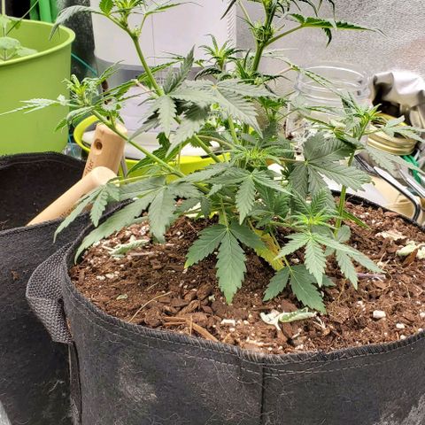 Clementine growlog timeline photo