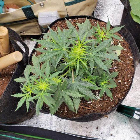 Clementine growlog timeline photo