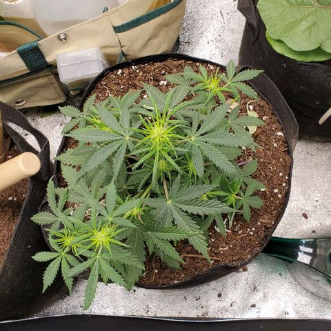 Clementine growlog timeline photo