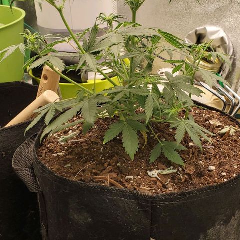 Clementine growlog timeline photo