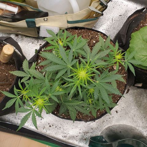 Clementine growlog timeline photo