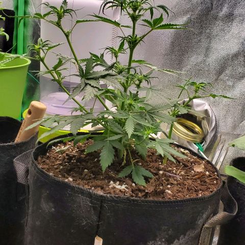 Clementine growlog timeline photo