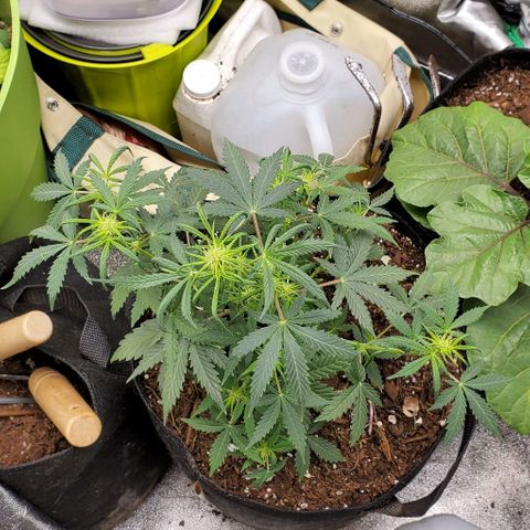 Clementine growlog timeline photo