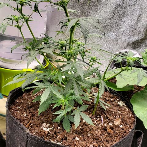 Clementine growlog timeline photo