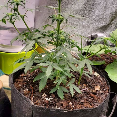 Clementine growlog timeline photo
