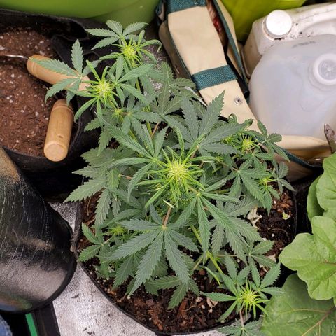 Clementine growlog timeline photo