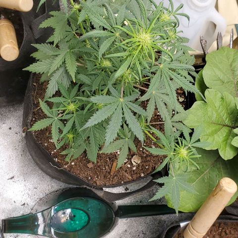 Clementine growlog timeline photo
