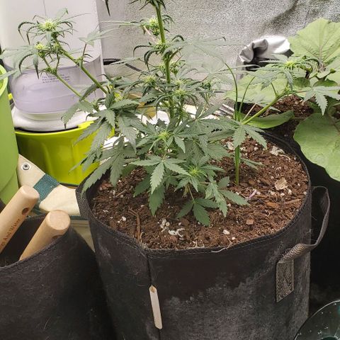 Clementine growlog timeline photo