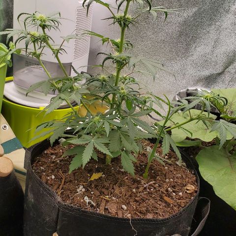 Clementine growlog timeline photo