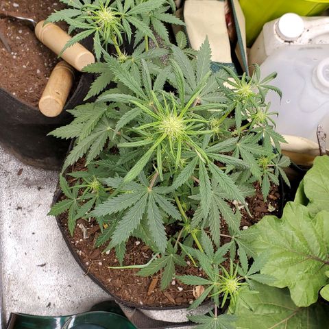 Clementine growlog timeline photo
