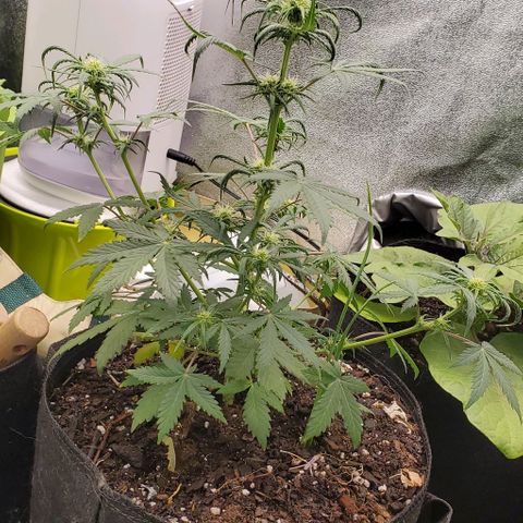 Clementine growlog timeline photo