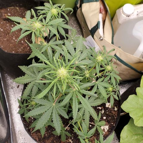 Clementine growlog timeline photo