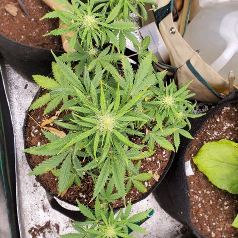 Clementine growlog timeline photo