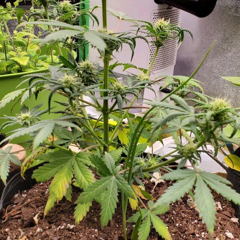 Clementine growlog timeline photo