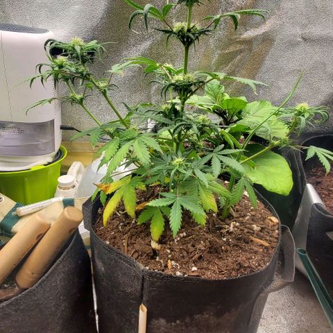 Clementine growlog timeline photo