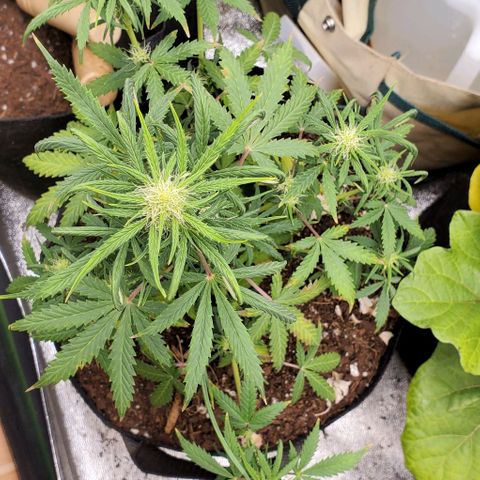 Clementine growlog timeline photo