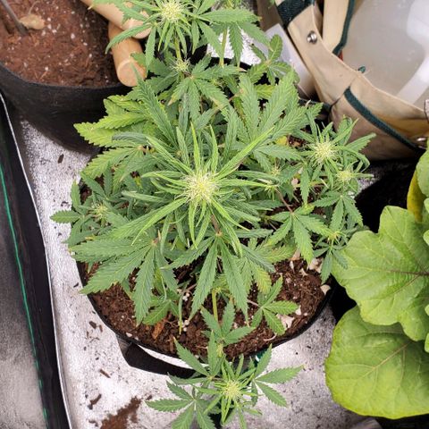 Clementine growlog timeline photo