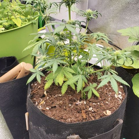 Clementine growlog timeline photo