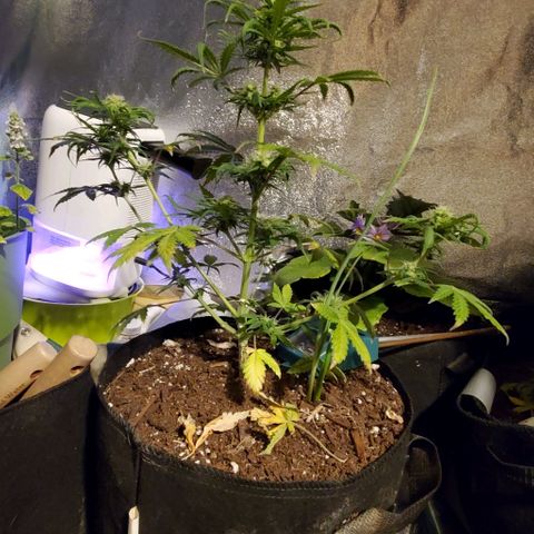 Clementine growlog timeline photo