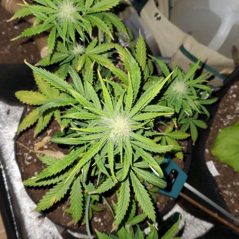 Clementine growlog timeline photo