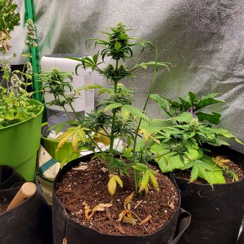 Clementine growlog timeline photo