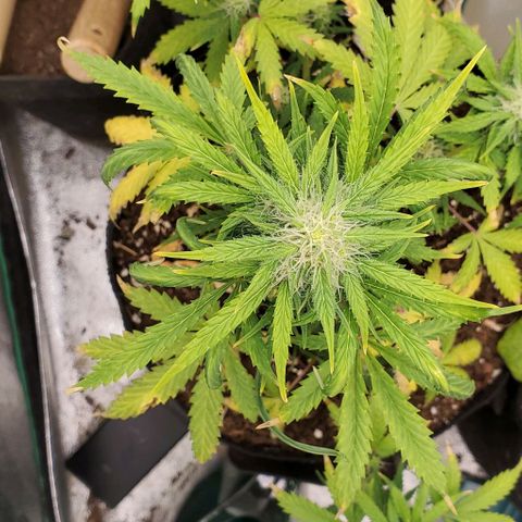 Clementine growlog timeline photo