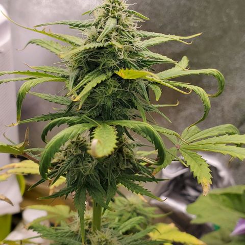 Clementine growlog timeline photo