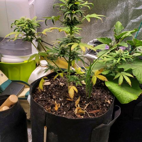 Clementine growlog timeline photo