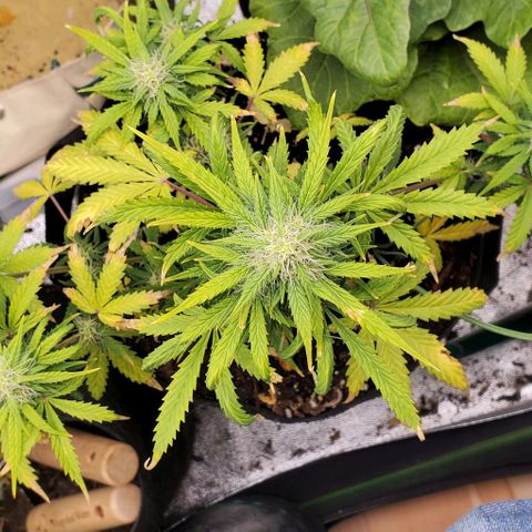 Clementine growlog timeline photo