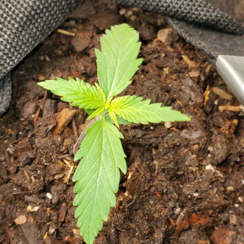 Princess Diane growlog timeline photo