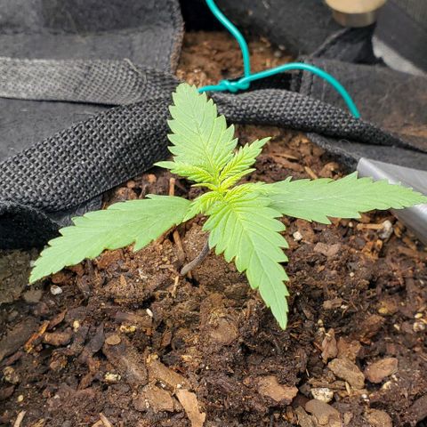 Princess Diane growlog timeline photo
