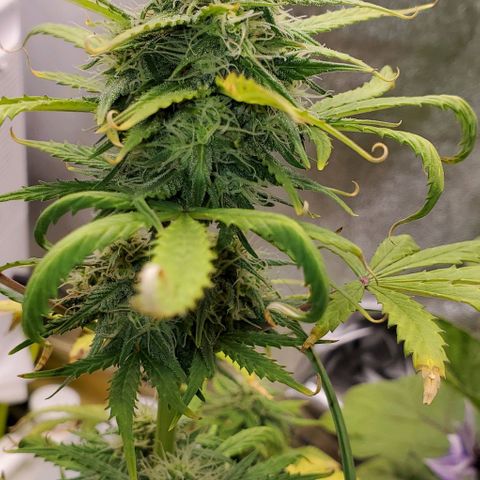 Clementine growlog timeline photo