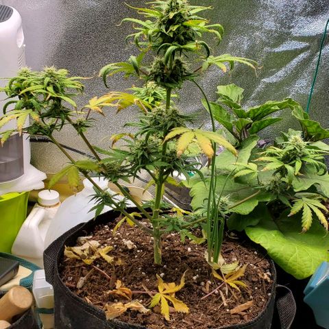 Clementine growlog timeline photo