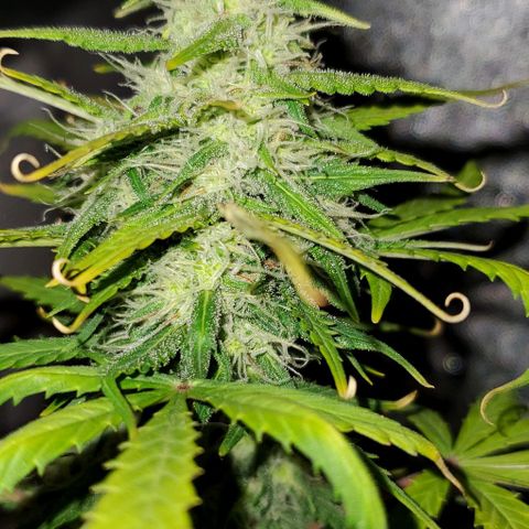 Clementine growlog timeline photo