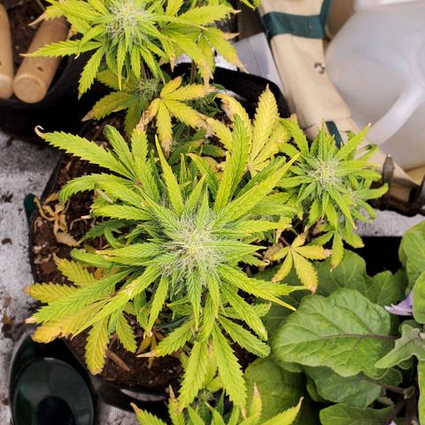 Clementine growlog timeline photo