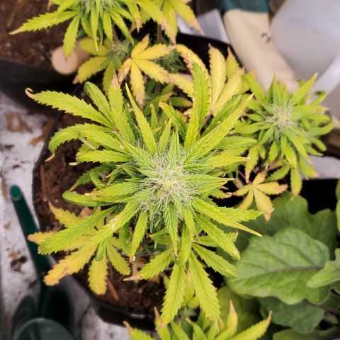 Clementine growlog timeline photo