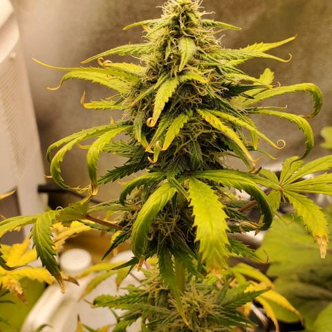 Clementine growlog timeline photo
