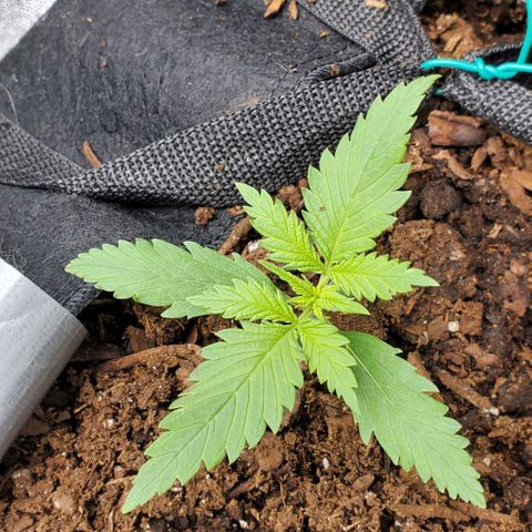 Princess Diane growlog timeline photo
