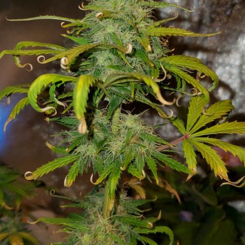 Clementine growlog timeline photo