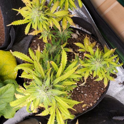 Clementine growlog timeline photo