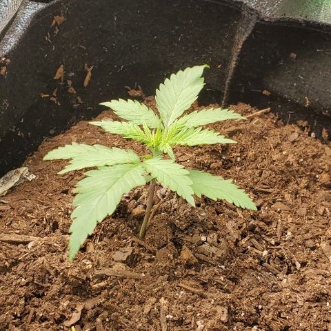 Princess Diane growlog timeline photo