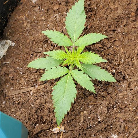 Princess Diane growlog timeline photo