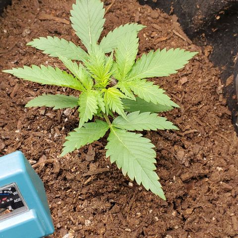 Princess Diane growlog timeline photo