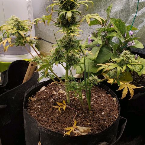 Clementine growlog timeline photo