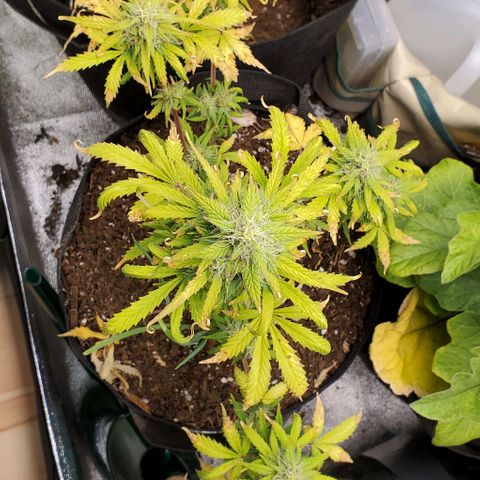 Clementine growlog timeline photo