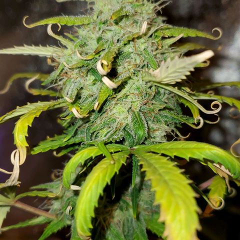 Clementine growlog timeline photo